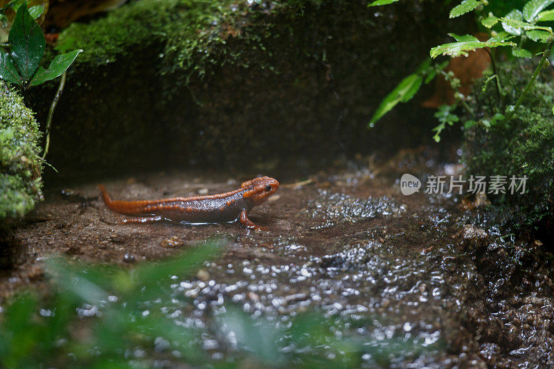 动物:成年喜马拉雅蝾螈(Tylototriton verrucosus)，也被称为鳄鱼蝾螈、鳄鱼蝾螈、喜马拉雅蝾螈和红节蝾螈。